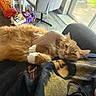 Hunter is registered to the contest to win money with this photo: carpet, cat, chair, couch, cozy, floor, fluffy, fur, hand, indoor, lying_down, orange_cat, paw, person, pet_food, relaxed, shirt, sunlight, white_paws, window