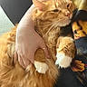 Hunter joined the competition — help win amazing prizes! animal, cat, closeup, comfort, cozy, cuddle, domestic_cat, feline, fluffy, fur, graphic_tshirt, holding, human_hand, indoor, orange_cat, person, pet, relaxed, shirt, white_paws