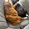 affection, animal, black_cat, cat, chair, companionship, cozy, cuddle, cute, domestic, feline, fluffy, fur, indoor, orange_cat, paw, pets, relaxation, resting, snuggling