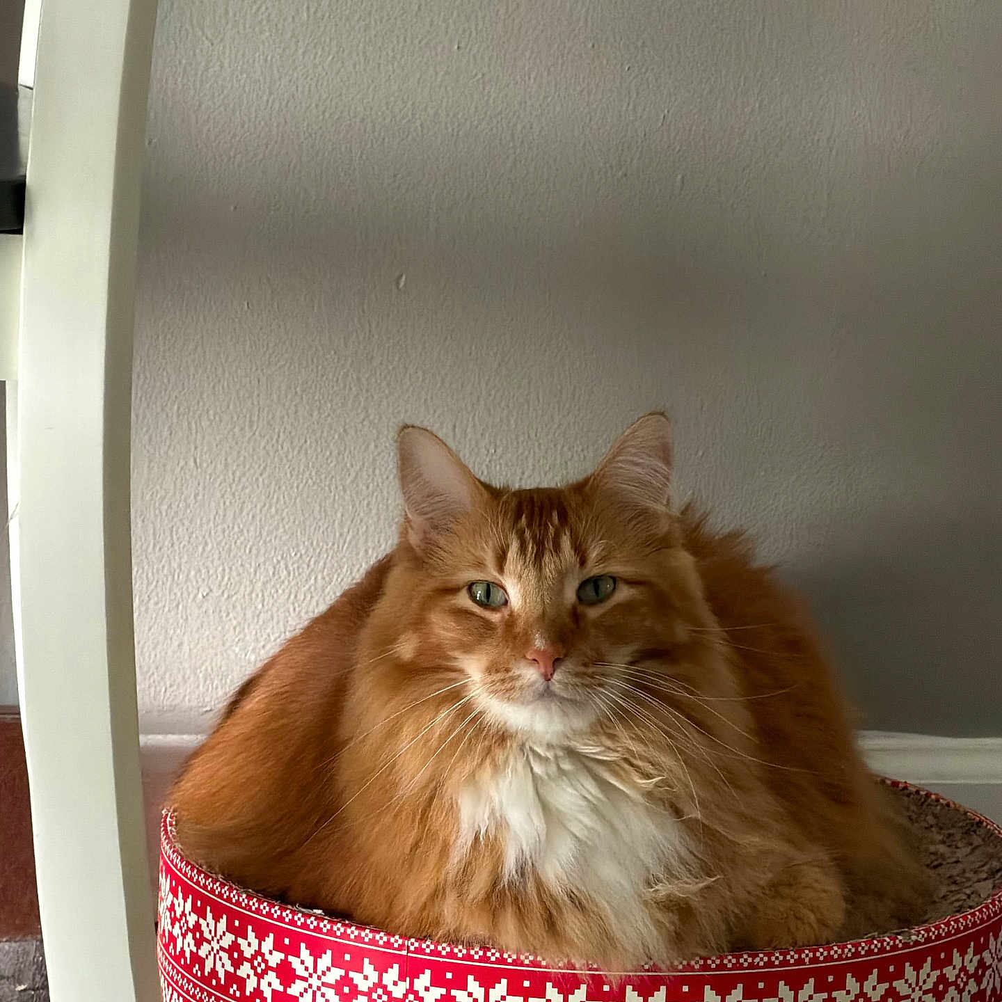 Hunter is registered to the contest to win money with this photo: cat, cat_bed, chair, domestic_cat, ears, feline, fluffy_cat, fur, green_eyes, house_pet, indoor, orange_cat, patterned_bed, pet, red_bed, relaxed, resting, wall, whiskers, white_pattern
