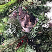Mia joined the competition — help win amazing prizes! animal, branch, cat, christmas_tree, close_up, curious, cute, decor, eyes, face, feline, greenery, holiday, indoor, nature, pet, pine_cone, pine_needles, playful, whiskers