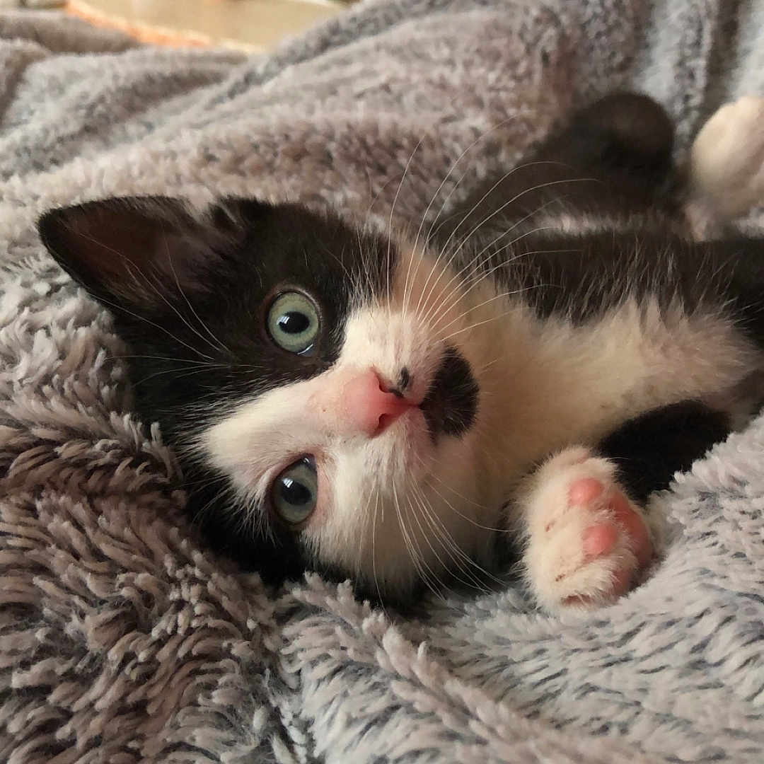 Bonci participe au concours pour gagner de l'argent avec cette photo : abyssinian, animal, bed, bedroom, blanket, cat, face, furniture, head, homedecor, indoors, kitten, linen, manx, person, pet, photography, quilt, room, towel
