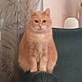 cat, orange_cat, furniture, chair, curtain, indoor, pet, animal, fluffy, sitting, armrest, blanket, home, cozy, domestic, feline, relaxed, portrait, window_treatment, wood