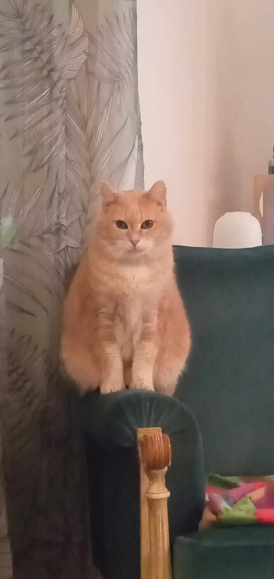 Bouhours a rejoint le concours — aidez-le/la à gagner de superbes lots ! cat, orange_cat, furniture, chair, curtain, indoor, pet, animal, fluffy, sitting, armrest, blanket, home, cozy, domestic, feline, relaxed, portrait, window_treatment, wood