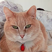 Caramel a rejoint le concours — aidez-le/la à gagner de superbes lots ! cat, ginger_cat, pet, collar, red_collar, bed, blanket, fur, whiskers, green_eyes, indoor, relaxed, closeup, feline, cute, animal, domestic_cat, soft_texture, resting, cozy