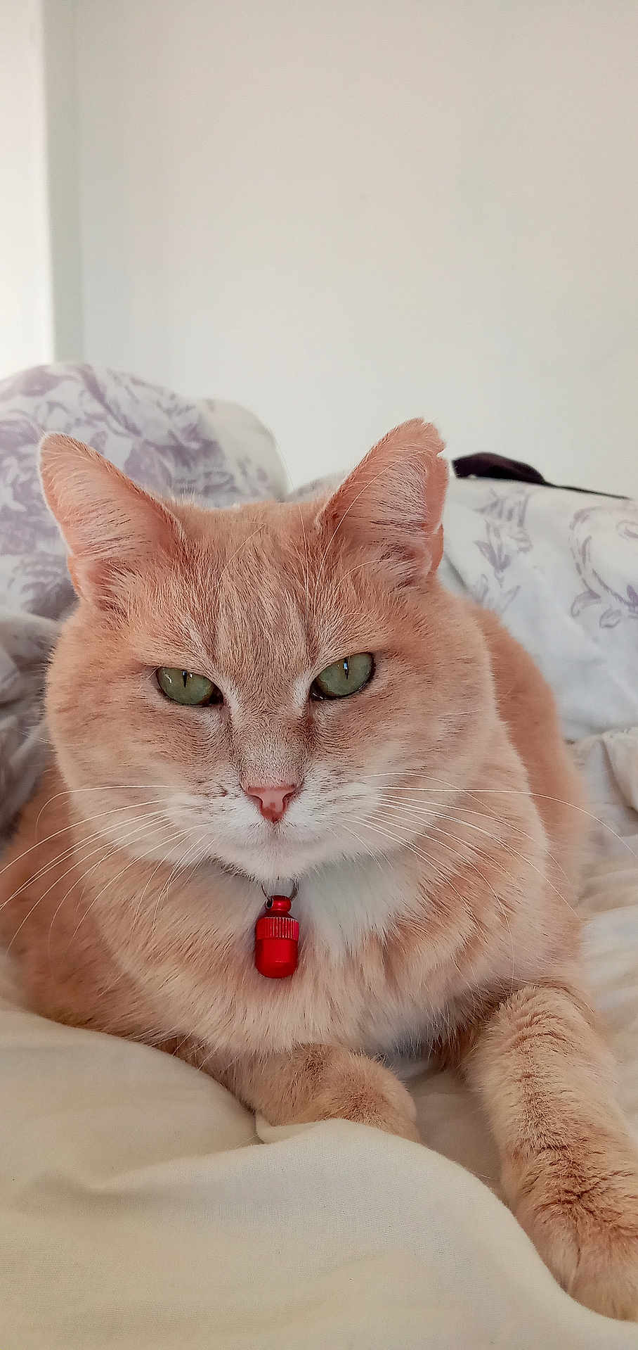 Caramel a rejoint le concours — aidez-le/la à gagner de superbes lots ! cat, ginger_cat, pet, collar, red_collar, bed, blanket, fur, whiskers, green_eyes, indoor, relaxed, closeup, feline, cute, animal, domestic_cat, soft_texture, resting, cozy