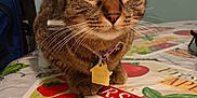 Mocha joined the competition — help win amazing prizes! animal, cat, closeup, collar, cute, domestic_cat, ears, eyes, face, feline, fruit_print, fur, indoor, pet, resting, tabby, table, tablecloth, tag, whiskers