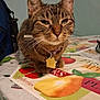 animal, cat, closeup, collar, cute, domestic_cat, ears, eyes, face, feline, fruit_print, fur, indoor, pet, resting, tabby, table, tablecloth, tag, whiskers