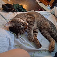 Mocha is registered to the contest to win money with this photo: animal, bed, blanket, carpet, cat, cozy, domestic, floor, floral, fur, home, indoor, pet_food_bowl, pillow, relaxed, resting, shoe, sleepy, tabby, whiskers