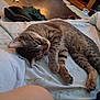 animal, bed, blanket, carpet, cat, cozy, domestic, floor, floral, fur, home, indoor, pet_food_bowl, pillow, relaxed, resting, shoe, sleepy, tabby, whiskers