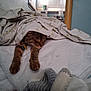 Mocha is registered to the contest to win money with this photo: animal, bedroom, blanket, cat, collar, comfort, cozy, fur, home, indoor, mirror, paws, pet, quiet, relaxed, resting, sleeping, soft, tabby, window