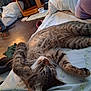 Mocha joined the competition — help win amazing prizes! bed, cat, cushion, domestic, floor, fur, heater, home, indoor, lying_down, paw, pet, pillow, relaxing, sheet, shoe, sleepy, tabby_cat, whiskers, wooden_floor