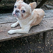 Little Dude joined the competition — help win amazing prizes! close_up, cute, dog, ears, expressive_eyes, french_bulldog, gaze_upward, light_fur, muzzle, nose, outdoor, park_ground, paws, pet, portrait, puppy, rustic, sitting, whiskers, wooden_bench
