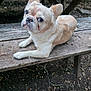 close_up, cute, dog, ears, expressive_eyes, french_bulldog, gaze_upward, light_fur, muzzle, nose, outdoor, park_ground, paws, pet, portrait, puppy, rustic, sitting, whiskers, wooden_bench