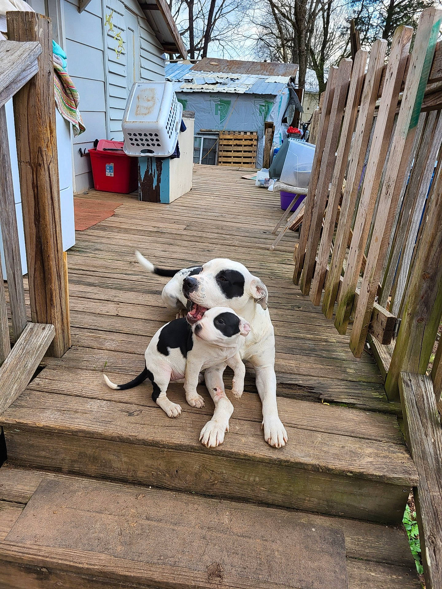 Pettie And Lily is registered to the contest to win money with this photo: building, canidae, carnivore, collar, companion_dog, dog, dog_breed, dog_collar, fawn, flooring, house, pet_supply, plant, siding, snout, sporting_group, tail, tree, wood, working_animal