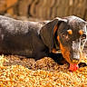 dog, puppy, dachshund, tongue_out, wood_shavings, outdoor, sunlight, black_coat, tan_markings, curious, lying_down, pet, animal, closeup, nature, playful, young_dog, adorable, texture, warm_colors