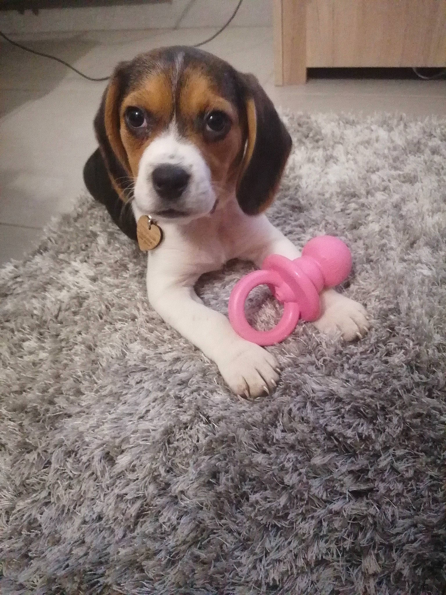 Laydie participe au concours pour gagner de l'argent avec cette photo : american_foxhound, beagador, beagle, beagle_harrier, beaglier, canidae, carnivore, companion_dog, dog, dog_breed, estonian_hound, finnish_hound, hamiltonstovare, harrier, mammal, pocket_beagle, puppy, serbian_tricolour_hound, treeing_walker_coonhound, vertebrate