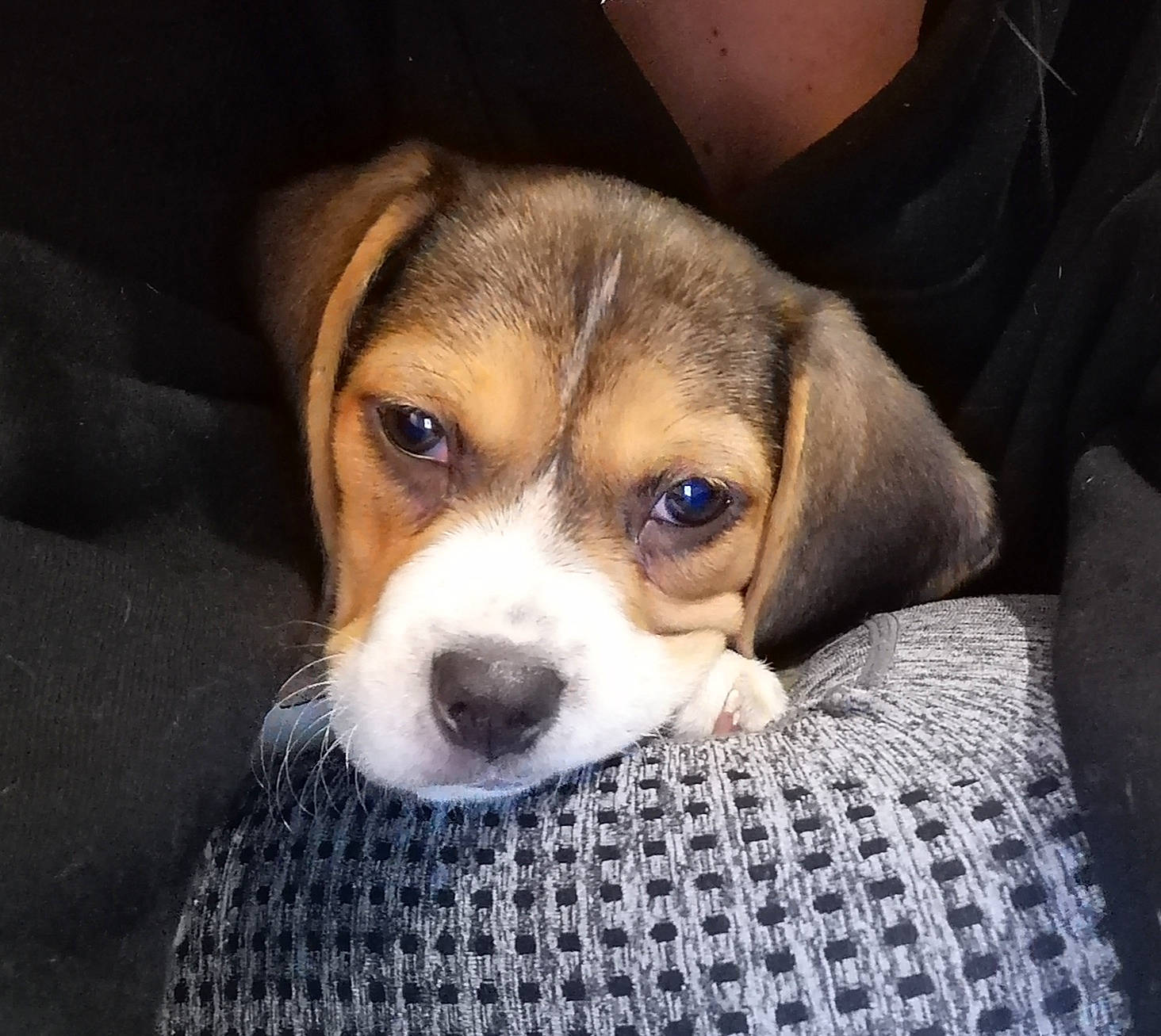 Laydie participe au concours pour gagner de l'argent avec cette photo : american_foxhound, beagador, beagle, beagle_harrier, beaglier, canidae, carnivore, companion_dog, dog, dog_breed, english_foxhound, finnish_hound, hamiltonstovare, harrier, mammal, pocket_beagle, puppy, serbian_tricolour_hound, snout, vertebrate