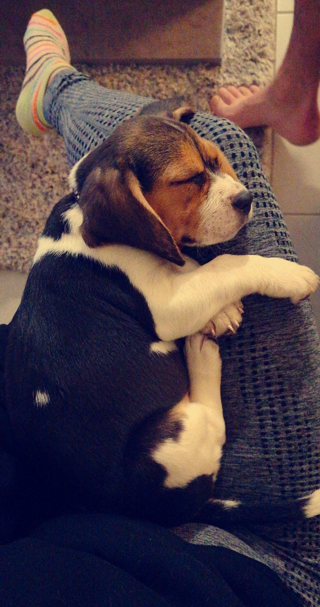 Laydie a rejoint le concours — aidez-le/la à gagner de superbes lots ! american_foxhound, basset_hound, beagle, canidae, carnivore, companion_dog, dog, dog_breed, estonian_hound, fawn, harrier, hound, mammal, pocket_beagle, puppy, puppy_love, rare_breed_dog, scent_hound, treeing_walker_coonhound, vertebrate