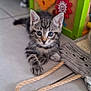 kitten, tabby, cat, toy, gears, floor, tile, bag, rope, playful, cute, indoor, pet, animal, curious, young, feline, ears, whiskers, eyes