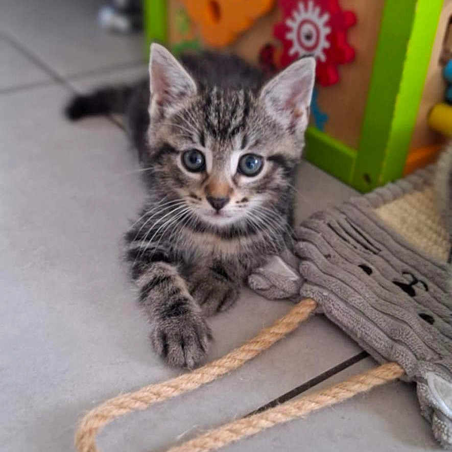 Aïko a rejoint le concours — aidez-le/la à gagner de superbes lots ! animal, bag, cat, curious, cute, ears, eyes, feline, floor, gears, indoor, kitten, pet, playful, rope, tabby, tile, toy, whiskers, young