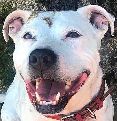 Gin joined the competition — help win amazing prizes! canidae, carnivore, collar, companion_dog, dog, dog_breed, dog_collar, ear, eye, fang, fawn, happy, head, jaw, selfie, smile, snout, sporting_group, whiskers, working_animal