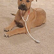 Clip Clop is registered to the contest to win money with this photo: puppy, dog, brown_dog, carpet, stethoscope, indoor, pet, animal, cute, laying_down, young_dog, ears, tail, floor, domestic_animal, mammal, canine, looking_at_camera, playful, adorable