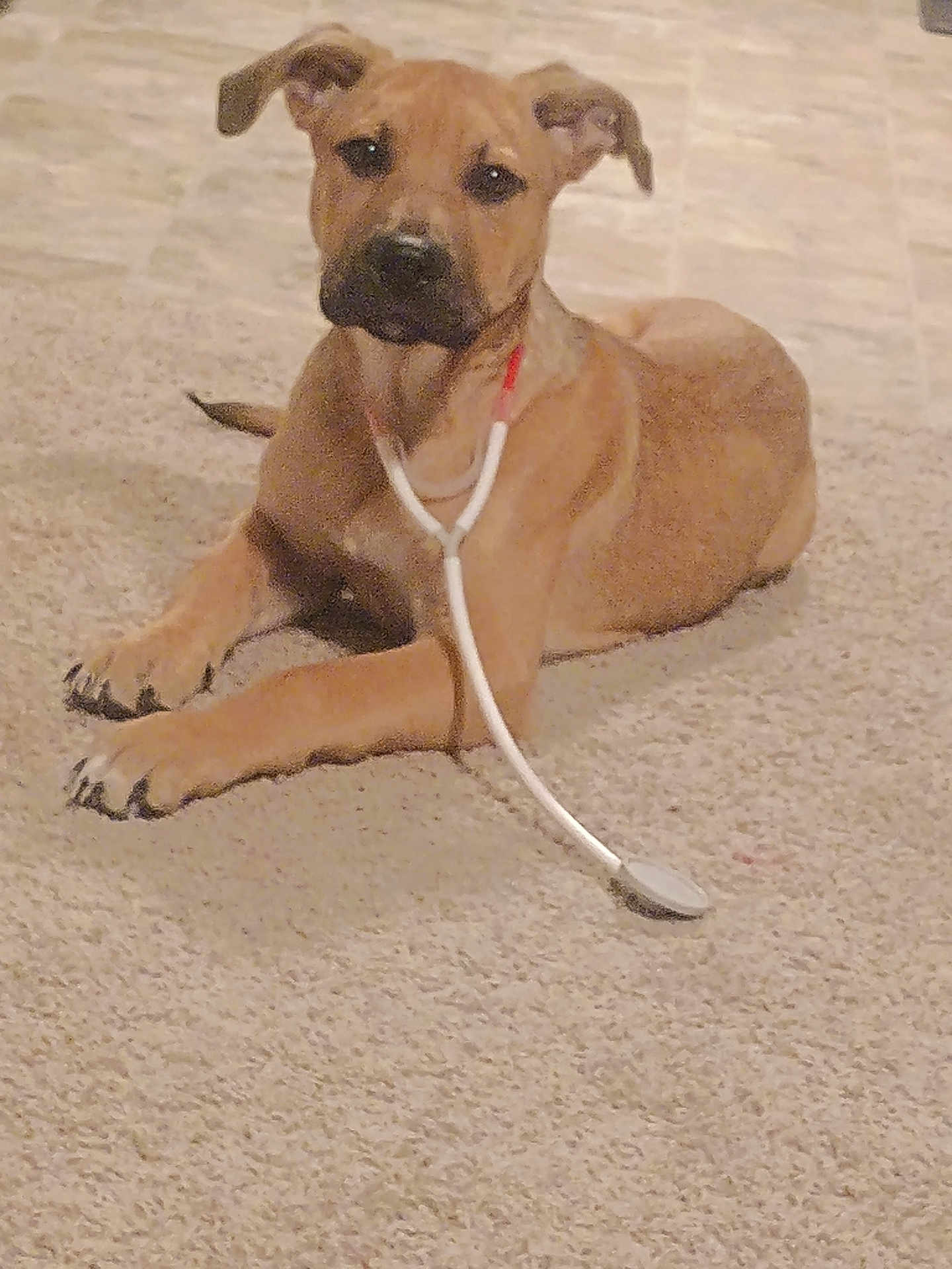 Clip Clop is registered to the contest to win money with this photo: puppy, dog, brown_dog, carpet, stethoscope, indoor, pet, animal, cute, laying_down, young_dog, ears, tail, floor, domestic_animal, mammal, canine, looking_at_camera, playful, adorable