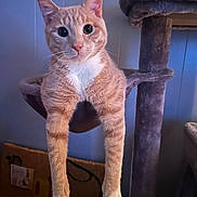 Peanut is registered to the contest to win money with this photo: cat, ginger_cat, tabby, white_paws, cat_hammock, cat_tree, indoor, pet, animal, feline, curious, wide_eyes, hanging, fur, whiskers, paw, cozy, domestic, cute, relaxed