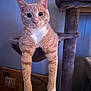 cat, ginger_cat, tabby, white_paws, cat_hammock, cat_tree, indoor, pet, animal, feline, curious, wide_eyes, hanging, fur, whiskers, paw, cozy, domestic, cute, relaxed