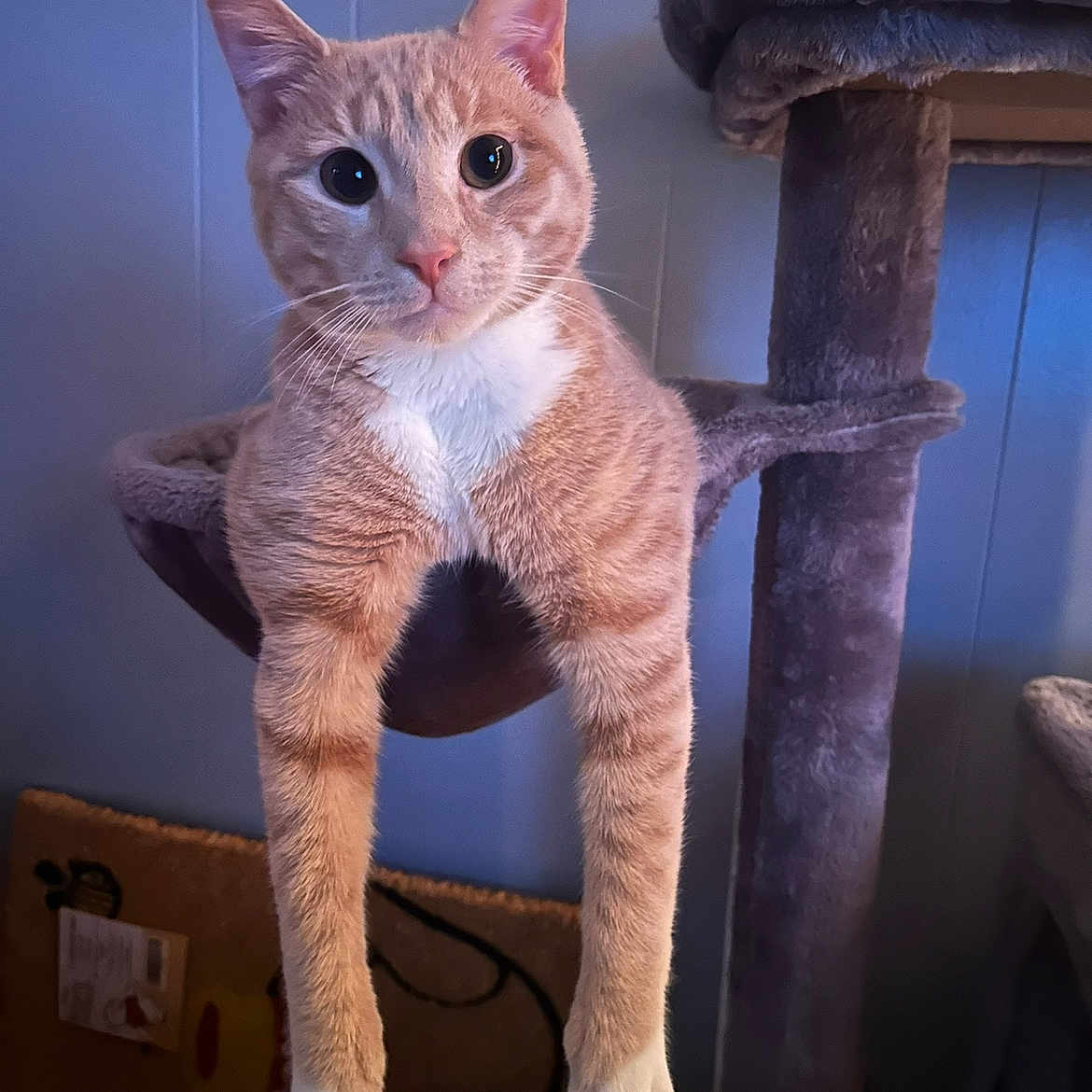 Peanut is registered to the contest to win money with this photo: animal, cat, cat_hammock, cat_tree, cozy, curious, cute, domestic, feline, fur, ginger_cat, hanging, indoor, paw, pet, relaxed, tabby, whiskers, white_paws, wide_eyes