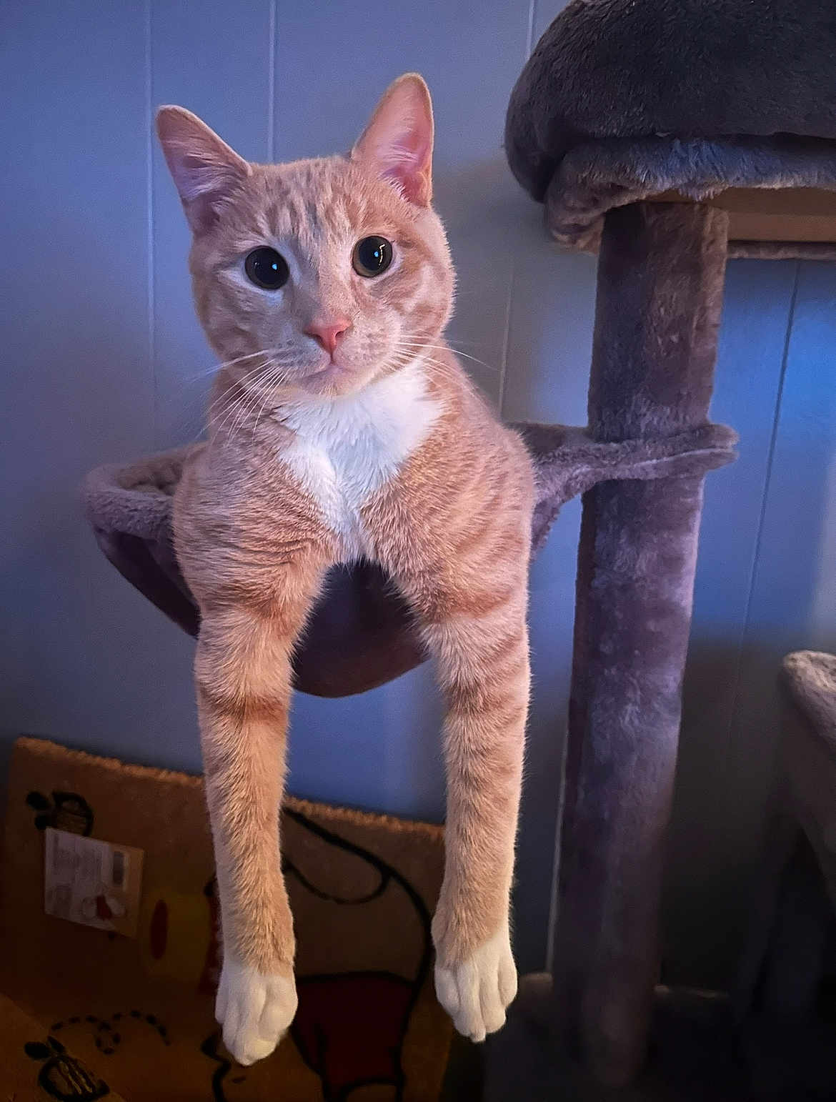 Peanut