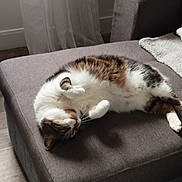 Mickey participe au concours pour gagner de l'argent avec cette photo : animal, blanket, cat, chair, cozy, curled_paws, curtains, cute, floor, fur, furniture, home, indoor, lounging, ottoman, paws, pet, relaxed, tabby, white_fur