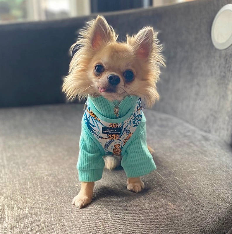 Teddy joined the competition — help win amazing prizes! canidae, carnivore, chihuahua, companion_dog, dog, dog_breed, dog_clothes, dog_supply, doll, dress, fawn, fur, jacket, pomeranian, puppy, skin, snout, t_shirt, toy, toy_dog