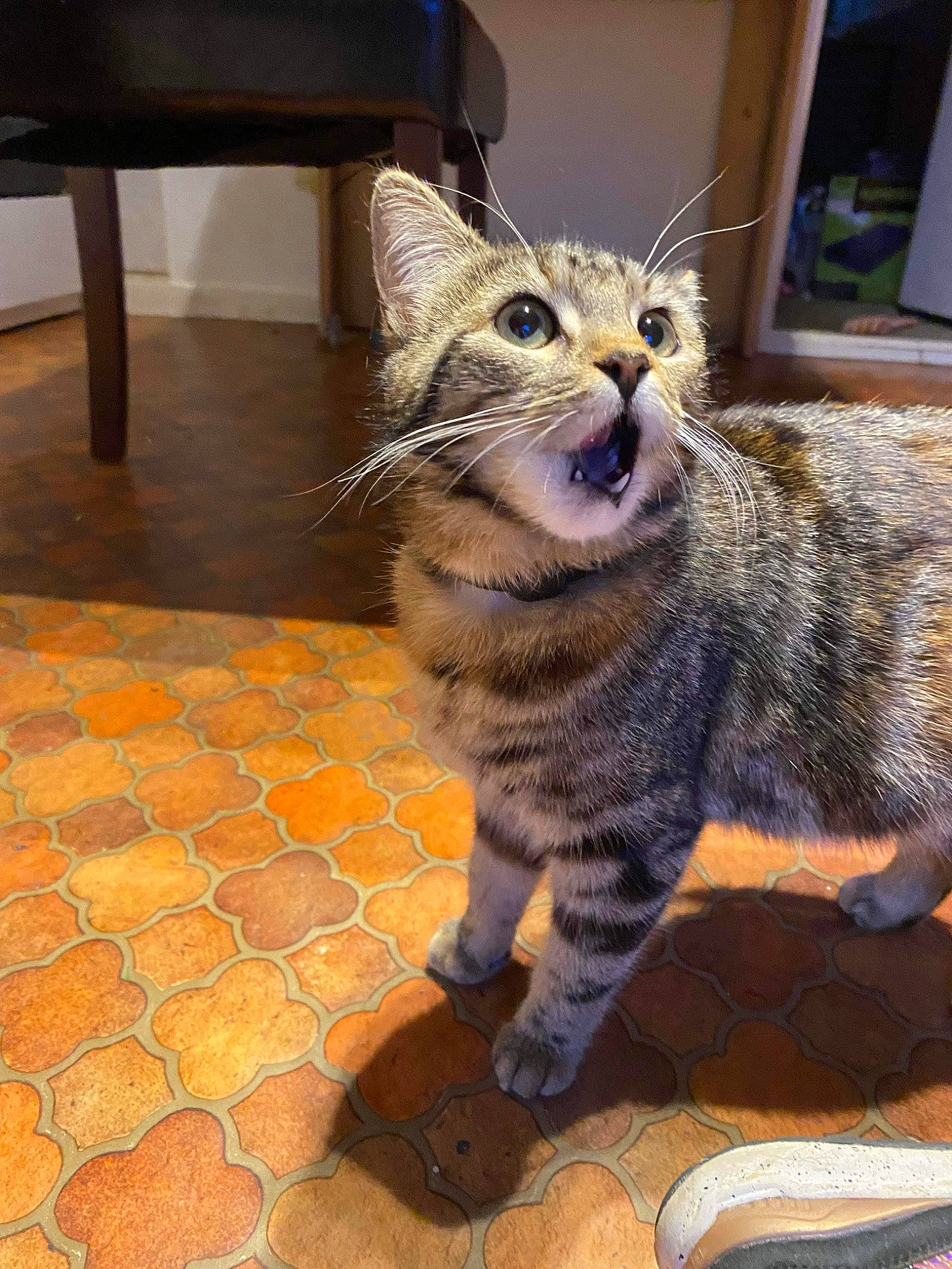 Nina a rejoint le concours — aidez-le/la à gagner de superbes lots ! carnivore, cat, claw, domestic_short_haired_cat, eye, felidae, flooring, foot, fur, hardwood, paw, sitting, small_to_medium_sized_cats, snout, tail, terrestrial_animal, whiskers, wildlife, window, wood