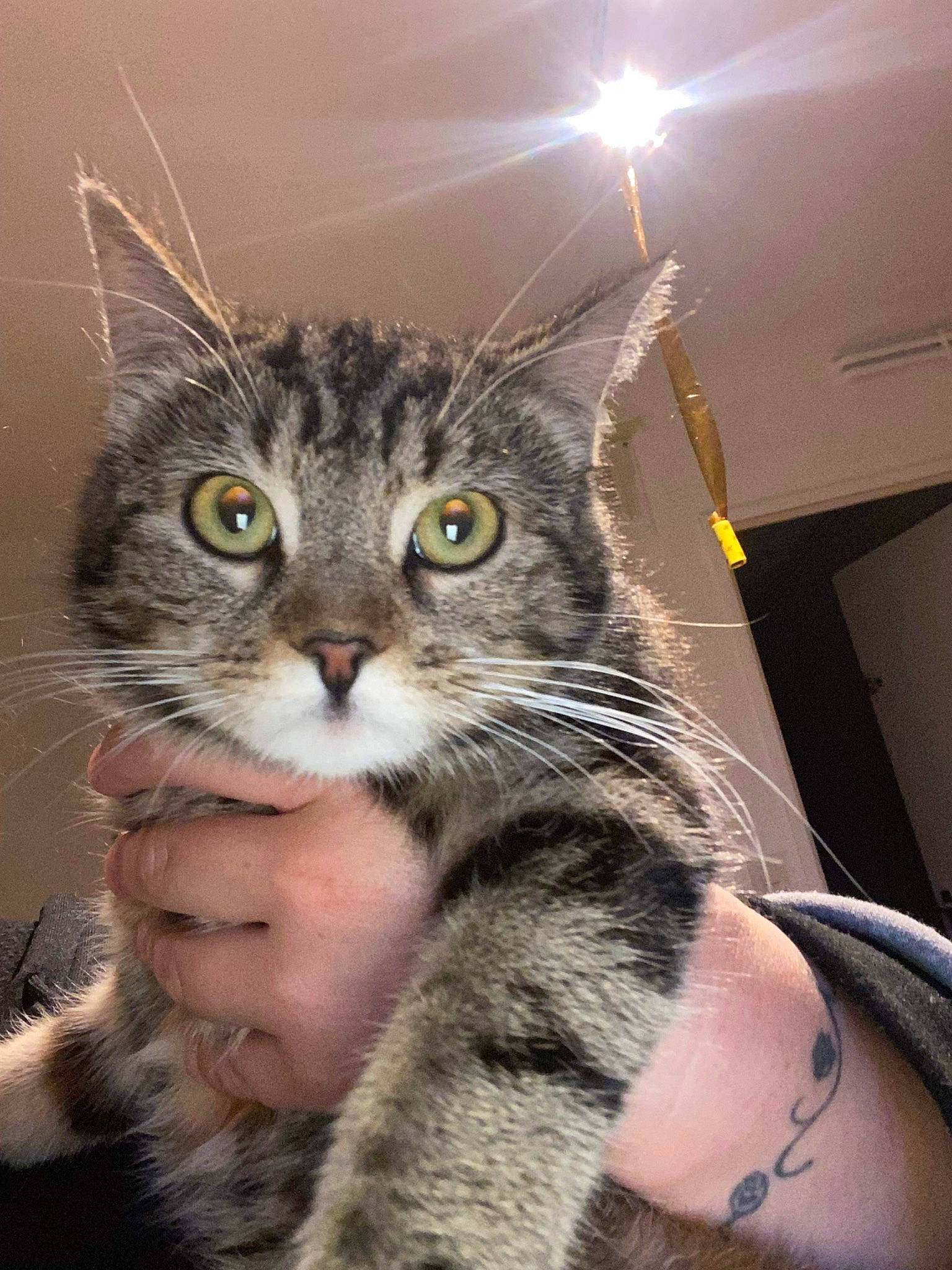 Nina a rejoint le concours — aidez-le/la à gagner de superbes lots ! carnivore, cat, claw, domestic_short_haired_cat, eye, felidae, fur, hair, head, iris, leg, lens_flare, light_fixture, nail, paw, small_to_medium_sized_cats, snout, tail, terrestrial_animal, whiskers