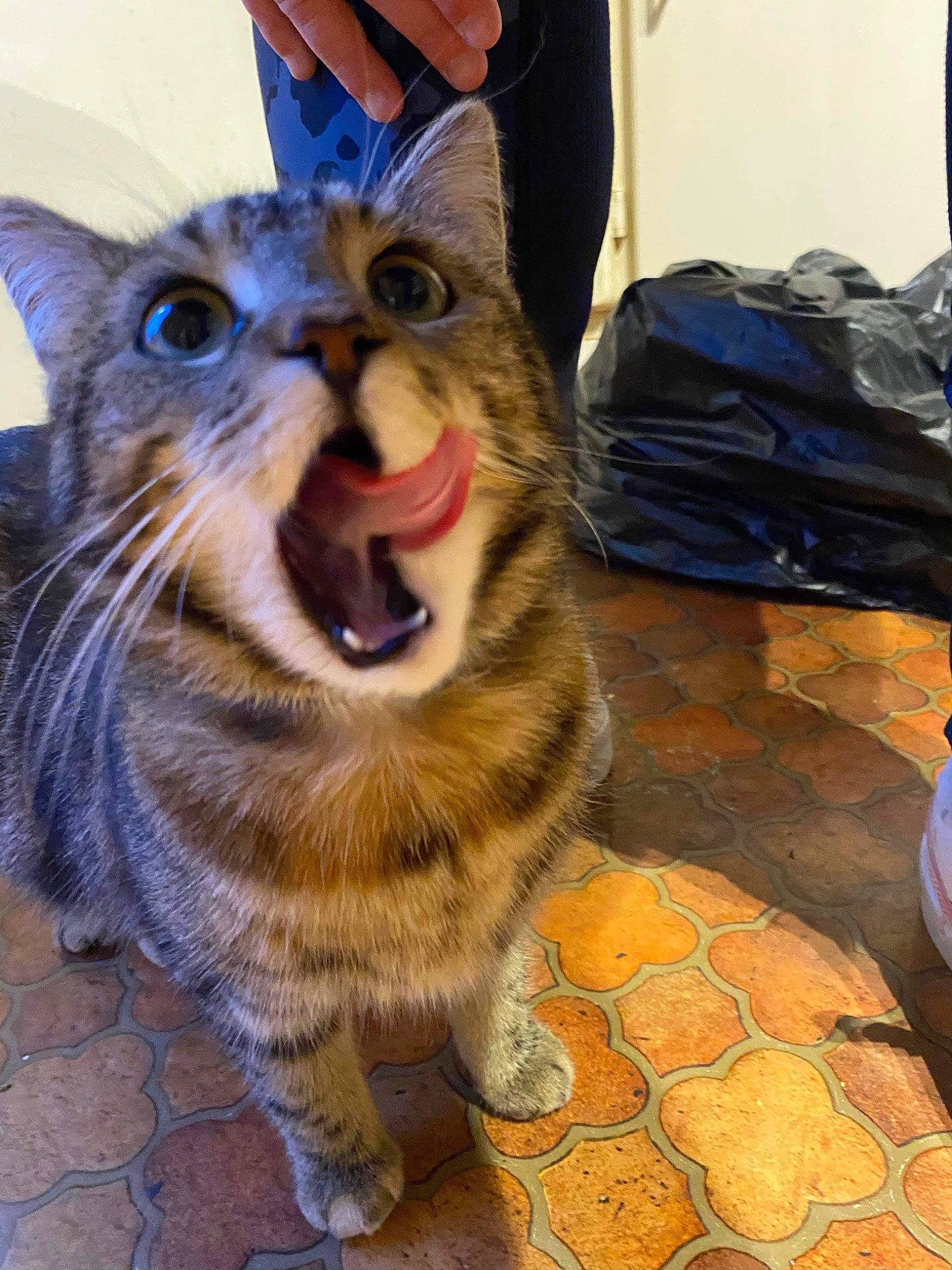 Nina participe au concours pour gagner de l'argent avec cette photo : backpack, bag, carnivore, cat, domestic_short_haired_cat, fang, felidae, flooring, fur, jaw, luggage_and_bags, paw, small_to_medium_sized_cats, smile, snout, surprised, tail, terrestrial_animal, whiskers, yawn