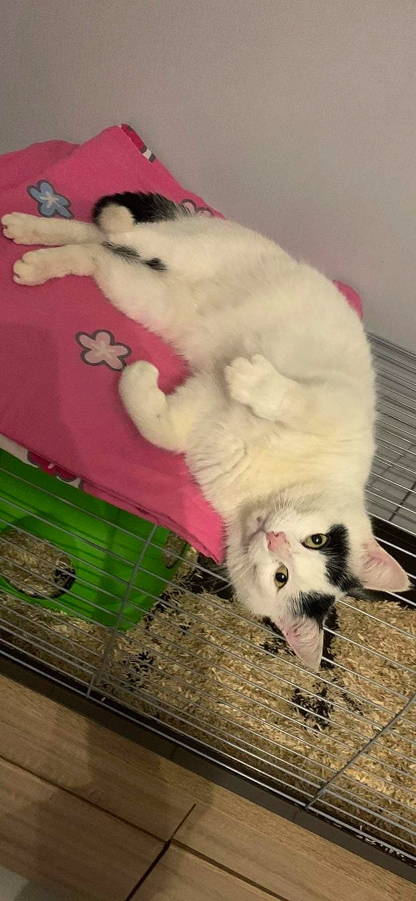 Coco participe au concours pour gagner de l'argent avec cette photo : canidae, carnivore, cat, claw, companion_dog, dog_breed, domestic_short_haired_cat, fang, felidae, foot, fur, hardwood, paw, pet_supply, small_to_medium_sized_cats, snout, tail, terrestrial_animal, toe, whiskers