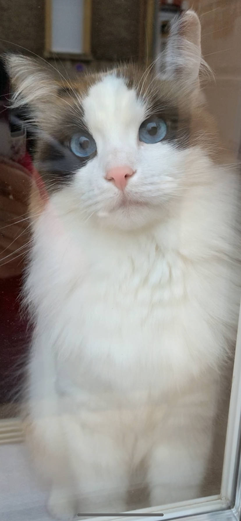 Spyke a rejoint le concours — aidez-le/la à gagner de superbes lots ! carnivore, cat, domestic_short_haired_cat, fawn, felidae, fur, head, iris, paw, small_to_medium_sized_cats, snout, tail, terrestrial_animal, whiskers