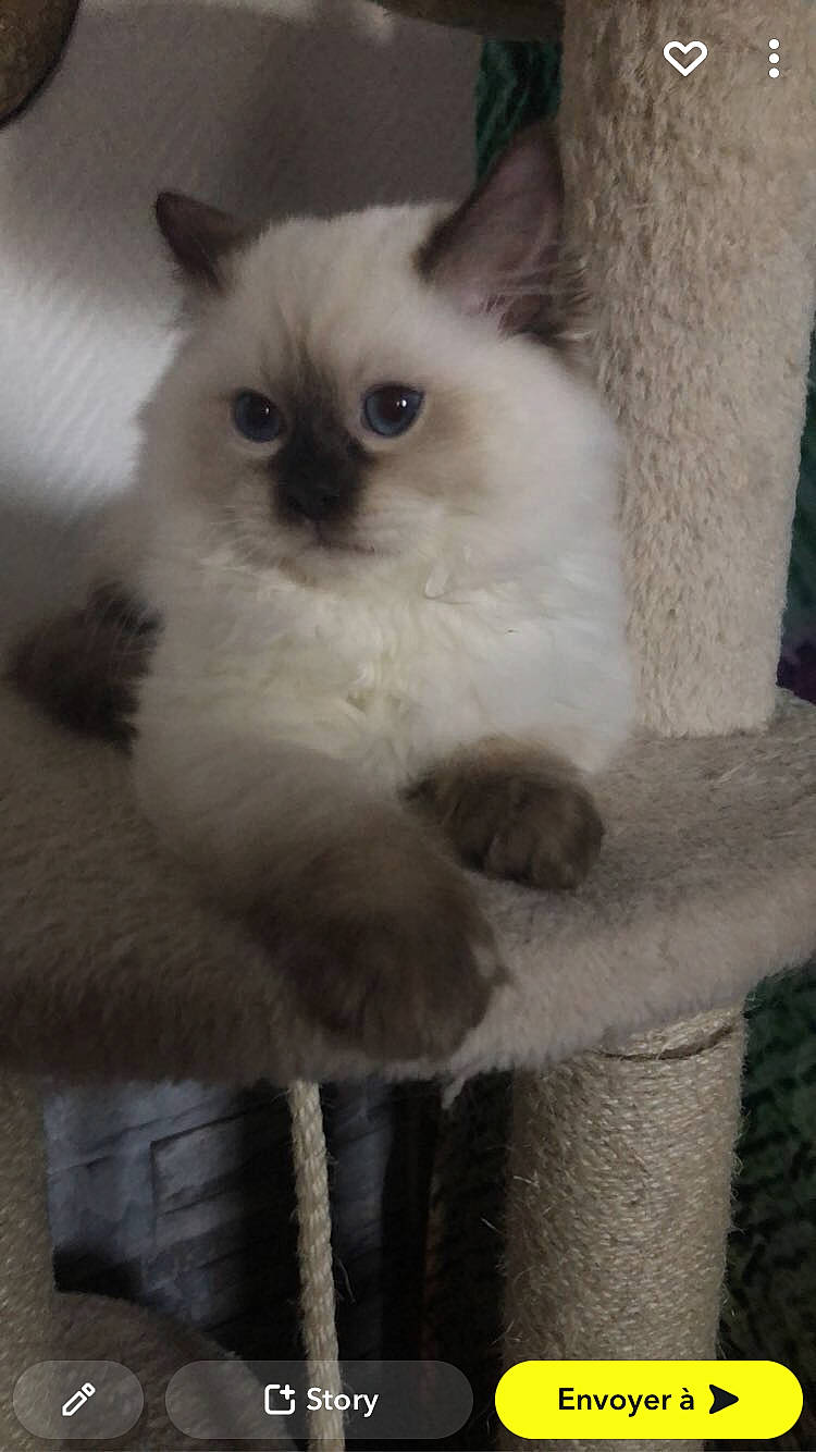 Spyke a rejoint le concours — aidez-le/la à gagner de superbes lots ! balinese, birman, carnivore, cat, claw, fawn, felidae, fur, ragdoll, siamese, small_to_medium_sized_cats, snout, tail, terrestrial_animal, thai, tonkinese, whiskers