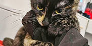 Camarina participe au concours pour gagner de l'argent avec cette photo : cat, tortoiseshell_cat, pet, indoor, bedroom, blanket, sleeve, hand, paws, whiskers, ears, yellow_eyes, close_up, portrait, fur, grumpy_expression, clinging, furniture, shelf, soft_lighting