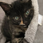 Camarina a rejoint le concours — aidez-le/la à gagner de superbes lots ! kitten, cat, tortoiseshell, green_eyes, fur, whiskers, paw, pet, pet_bed, plush, closeup, portrait, indoor, curious, looking_up, cozy, soft_texture, domestic, feline, ears