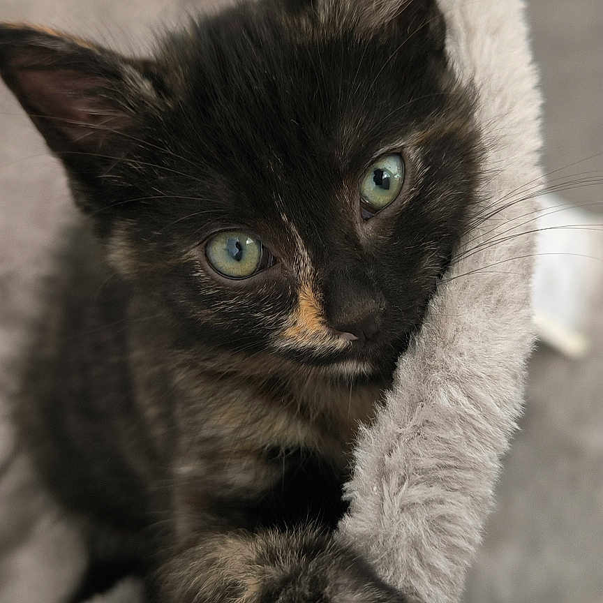 Camarina a rejoint le concours — aidez-le/la à gagner de superbes lots ! cat, closeup, cozy, curious, domestic, ears, feline, fur, green_eyes, indoor, kitten, looking_up, paw, pet, pet_bed, plush, portrait, soft_texture, tortoiseshell, whiskers