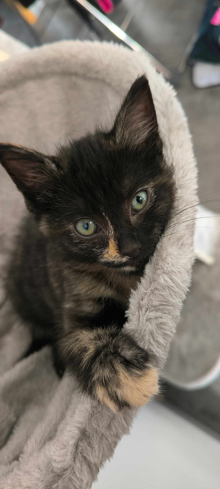 Camarina a rejoint le concours — aidez-le/la à gagner de superbes lots ! kitten, cat, tortoiseshell, green_eyes, fur, whiskers, paw, pet, pet_bed, plush, closeup, portrait, indoor, curious, looking_up, cozy, soft_texture, domestic, feline, ears