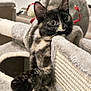Camarina a rejoint le concours — aidez-le/la à gagner de superbes lots ! cat, kitten, tortoiseshell, pet, feline, cat_tree, scratching_post, paw, whiskers, indoor, plush, toy, wide_eyes, curious, cozy, fur, portrait, close_up, ears, playful