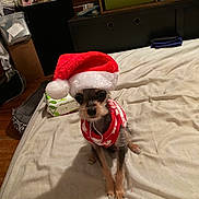 Snickers joined the competition — help win amazing prizes! dog, small_dog, santa_hat, christmas, holiday, bed, bedroom, furniture, sweater, pet, animal, cute, indoor, floor, blanket, toy, wood_floor, decor, cozy, looking_up