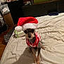 dog, small_dog, santa_hat, christmas, holiday, bed, bedroom, furniture, sweater, pet, animal, cute, indoor, floor, blanket, toy, wood_floor, decor, cozy, looking_up