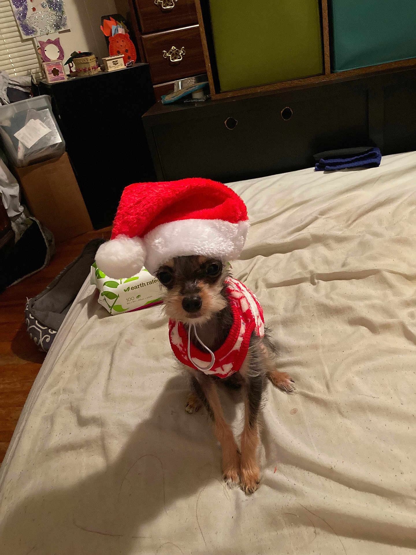 Snickers joined the competition — help win amazing prizes! dog, small_dog, santa_hat, christmas, holiday, bed, bedroom, furniture, sweater, pet, animal, cute, indoor, floor, blanket, toy, wood_floor, decor, cozy, looking_up