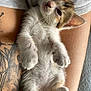 kitten, cat, animal, pet, fur, whiskers, paw, tattoo, human_leg, clothing, hoodie, relaxed, sleepy, closeup, indoor, cute, small, feline, resting, soft