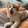 kitten, cat, pet, indoor, yawning, lap, feline, cute, whiskers, fur, claws, person, relaxing, home, controller, table, blanket, orange, white, tattoo